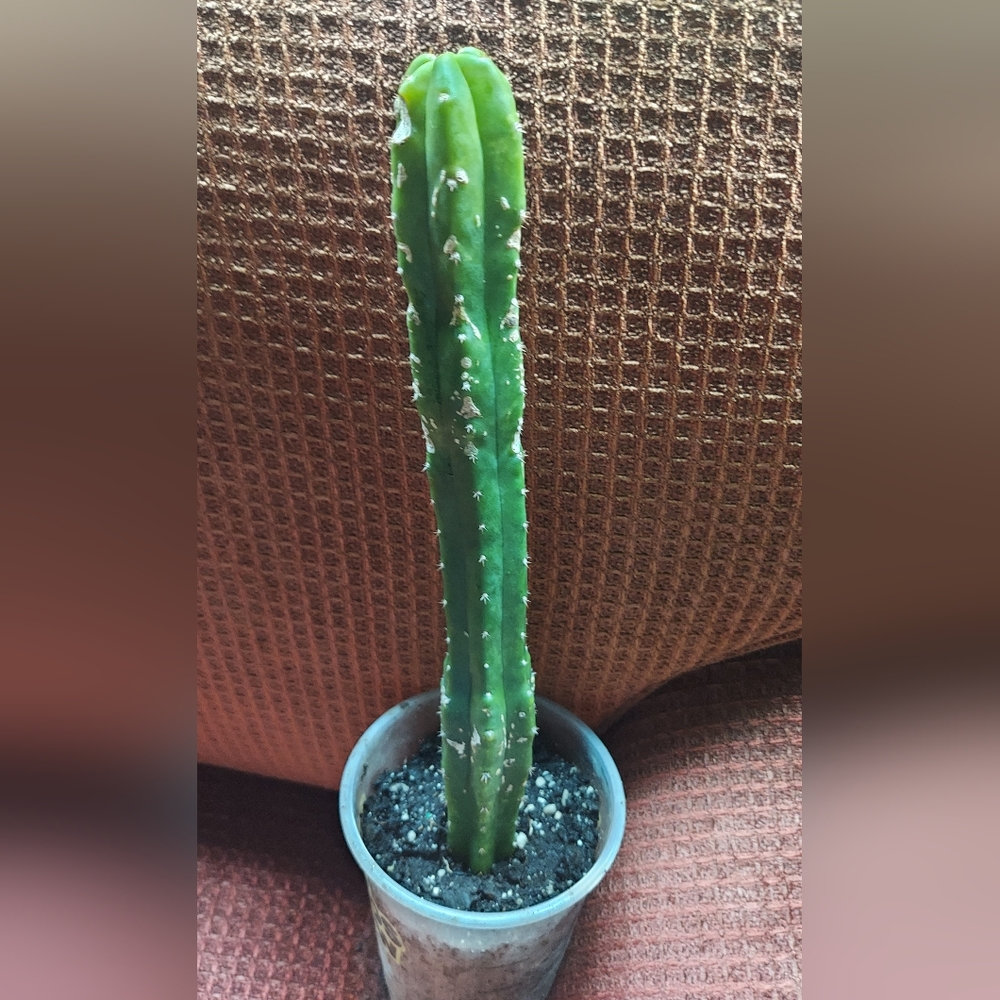 San Pedro Cactus 11" cutting